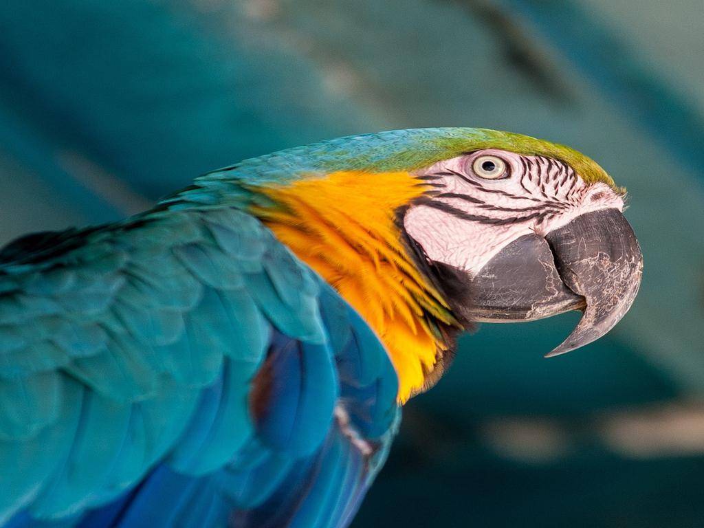 Hotel Tropical Manaus Luaran gambar Blue and yellow macaw