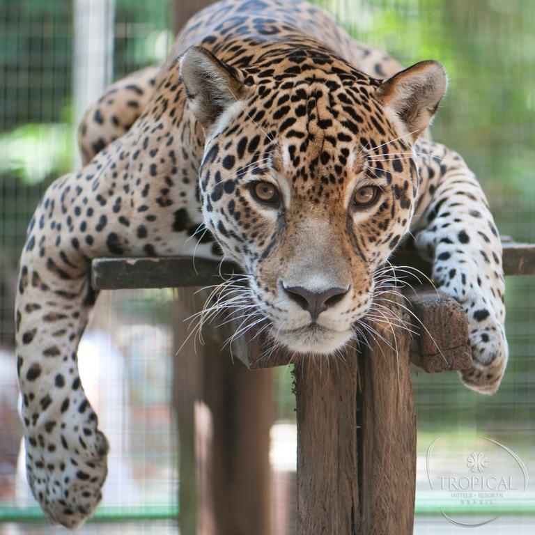 Hotel Tropical Manaus Luaran gambar Jaguar